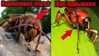 Это самые ОПАСНЫЕ НАСЕКОМЫЕ в мире!!! | Если увидел это, беги как можно быстрее... | Топ 10