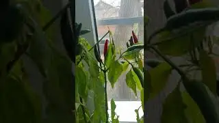 Пробуем перец Огненый залп