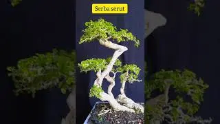 update bonsai serba serut