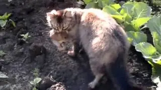 Кот крысолов