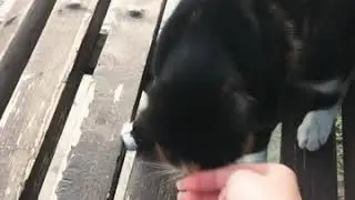 Funny Cats