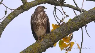 Common Buzzard Call 
