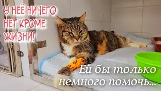 🔴Fip и Вирусный лейкоз кошек не приговор | спасаем бездомную кошку | saving a homeless cat