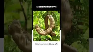 Health Benefits of Tamarind