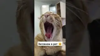 пасть хищника 🐯 #интересно #cat #кот #лекс #смешно #тренд #юмор #весело #ориентал #топ #любовь