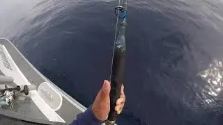 Some Tuna