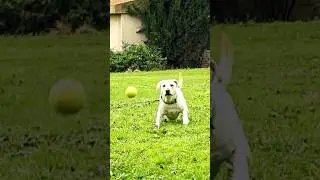 Dog🐶 catches tennis ball 🏀