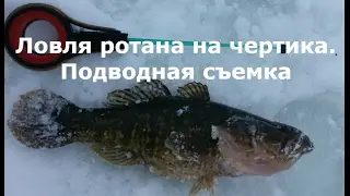 Ловля ротана на чертик . Подводная съемка