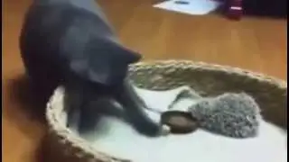 Смешные кошки! Котик и ежик!  мега прикол!
