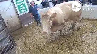 LSL Auctions - POPULAR Charolais Cow, ManorHamilton Mart Lot 872 sold online €2050 - LSLAuctions.com