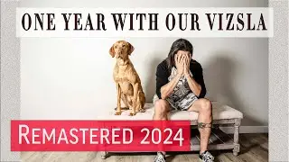 Don't Get A Vizsla - REMASTERED