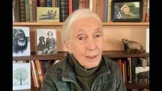Dr Jane Goodall on WSD 2024 (Turkish)