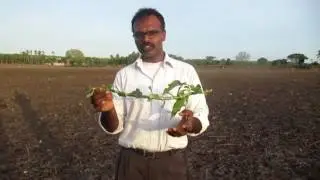 Water divining using single stick and snail shell- ground water