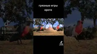 грязныйе игры крота