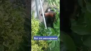 #тимасветлогорских