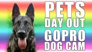 Pets Day Out - GoPro Dog Collar Cam