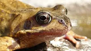 No Copyright Stock Footage - Frog