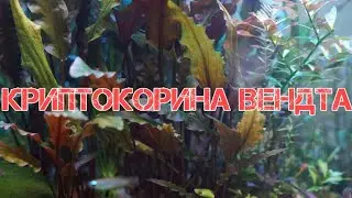 КРИПТОКОРИНА ВЕНДТА. СОДЕРЖАНИЕ И РАЗМНОЖЕНИЕ В АКВАРИУМЕ