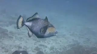 triggerfish attack