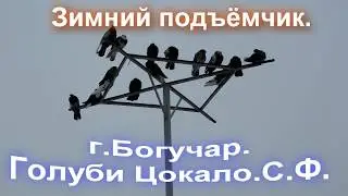 Зимний подъёмчик  Голуби Цокало С Ф  г Богучар