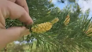 Сосна цветет. Время собирать пыльцу.