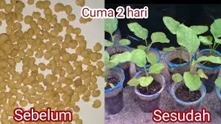 Cara semai bibit terong ungu anti gagal hanya 2 hari langsung Tumbuh menggunakan polibag