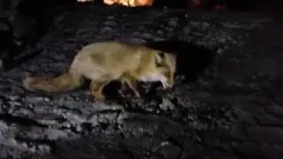 Рыжая и чернобурка