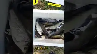 Отчёт о рыбалке 05.06.2024 #рыбалкавидео #рыбалка2024 #рыбалкалето #прорыбалку #рыбалкаиюнь #fishing