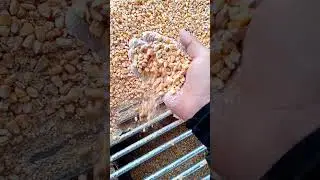 🌽 Перший клас 🤣