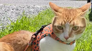 Backyard Cat Action! #pets 🐈🐾🐾 🤩😎