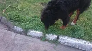 Omar