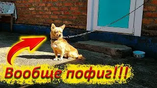 Собачья беззаботная жизнь! Вообще пофиг на всех!