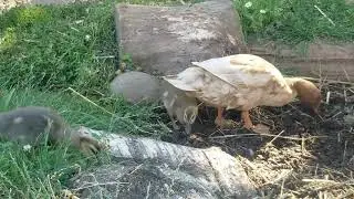 There is an instinct to chase bugs in 17-day-old ducklings