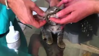 Felpa 08 -  Little cat goes to the veterinarian for a checkup