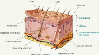 Дерматолог? Терапевт!