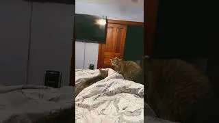 Mean kitty #epiccatfights #funnycatfight