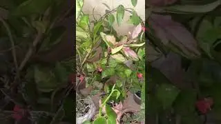 Мои хойи #plants #комнатныерастения #моирастения #обзор #коллекция #хойи