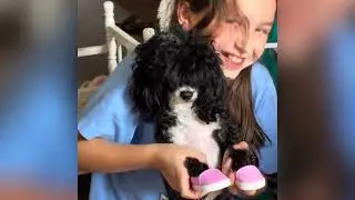 Cyndi”s Poodles @God Given Country Liven