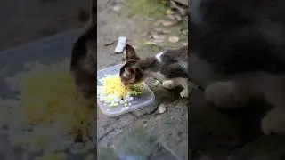 Street Cat Baby Eating 
