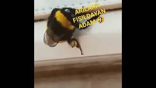 tverk yapan arı