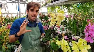 3 TIPS FOR NOT KILLING THE PHALAENOPSIS ORCHID