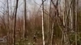охота с лайкой в Удмуртии