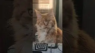 Мейн Кун. Красавица Тиффани,жена Джокера.Ей 10 лет с хвостиком.