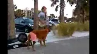 Musician with Dog that gets the Money!!  Must See