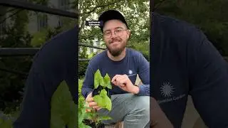 Best time to plant, after it rains! 🌧️🌱 