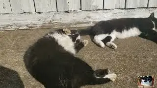 Tuxedo cat Bruce is such a funny boy!