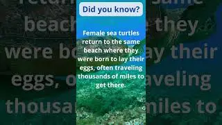 Sea Turtle #SeaTurtle, #MarineLife,  #SeaCreatures