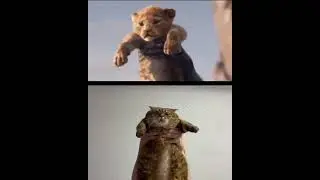 Король кот