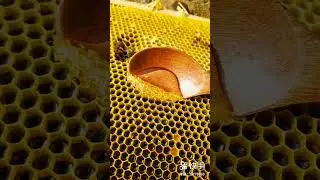 Satisfying 😍 Vidéoلعشاق العسل#Shorts