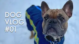 Прогулка С Французом на море | Dog Vlog 1